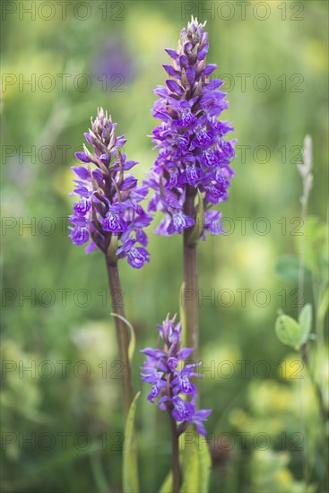 Moorland spotted orchid (Dactylorhiza maculata) between Rhinanthus