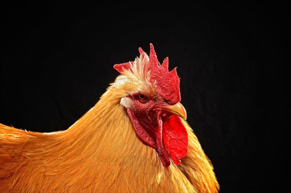 Cock