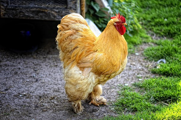 Cock