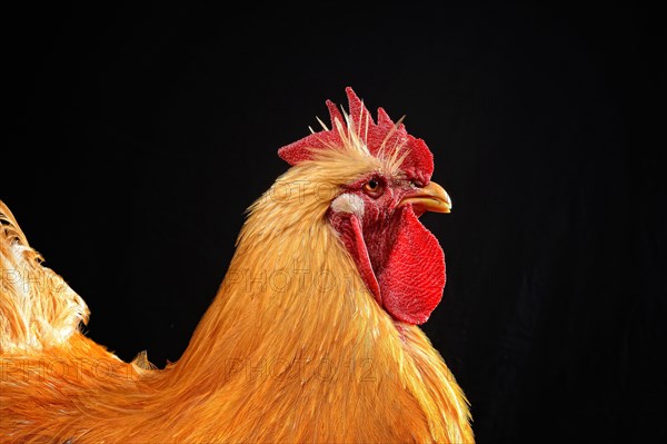 Cock