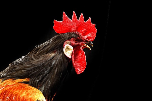 Cock