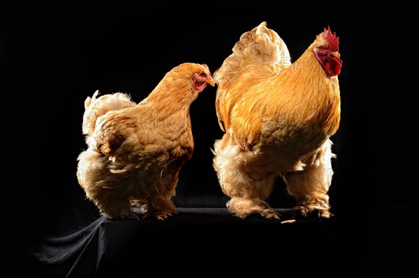 Cock