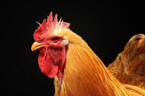Cock