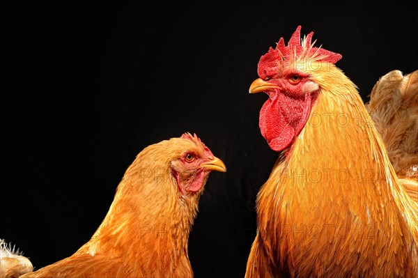 Cock