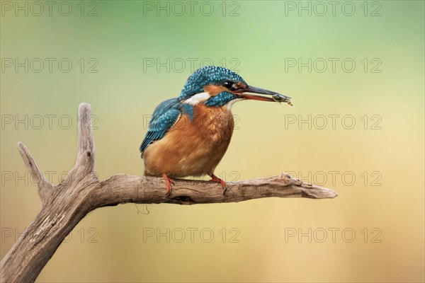 Common kingfisher (Alcedo atthis) Female kingfisher with captured stickleback in her beak
