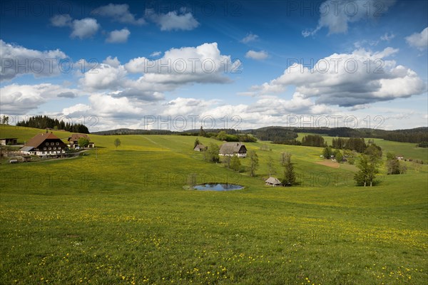 Farms and flower meadow and pond