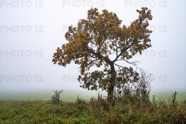 Autumn tree
