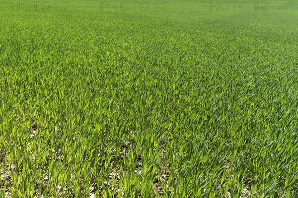 Young germinating wheat (Triticum aestivum) field