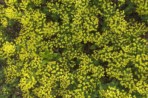 Cypress spurge (Euphorbia cyparissias)