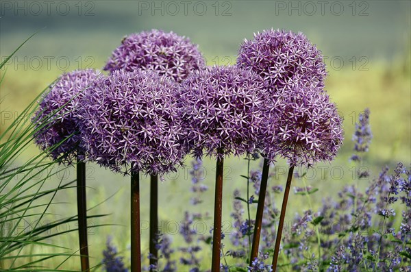 Purple ornamental leek (Allium) and catmint (Lamiaceae) Germany
