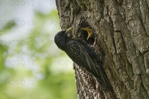 Starling (Sturnus vulgaris)