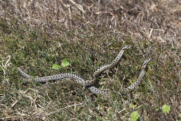 Common European vipers (Vipera berus)