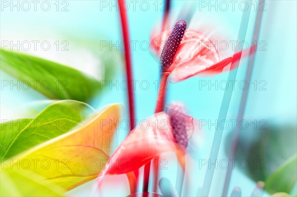 Flamingo flower (Anthurium paradiso)