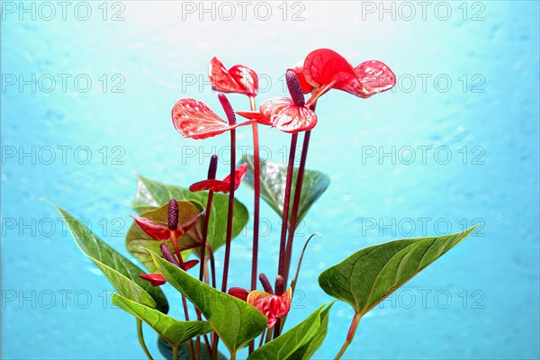 Flamingo flower (Anthurium paradiso)