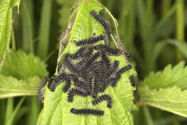 European peacock (Inachis io)