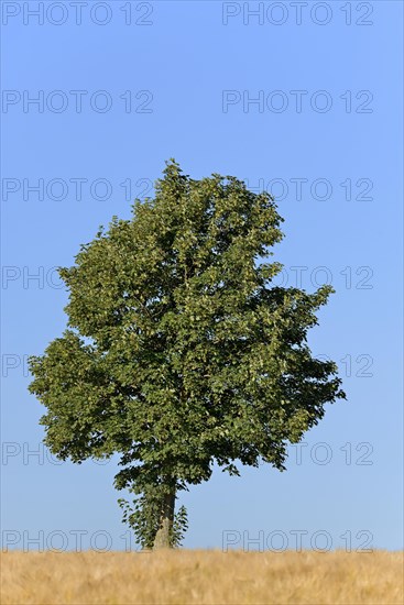 Deciduous tree