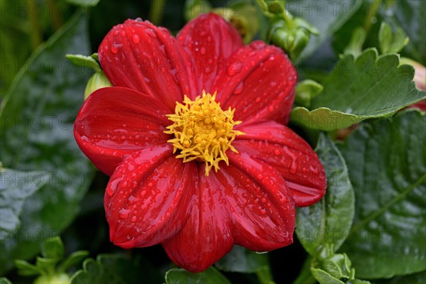 Garden dahlia (Dahlia)