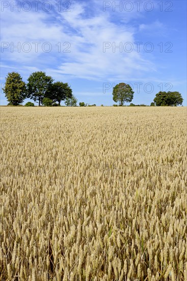 Grain field