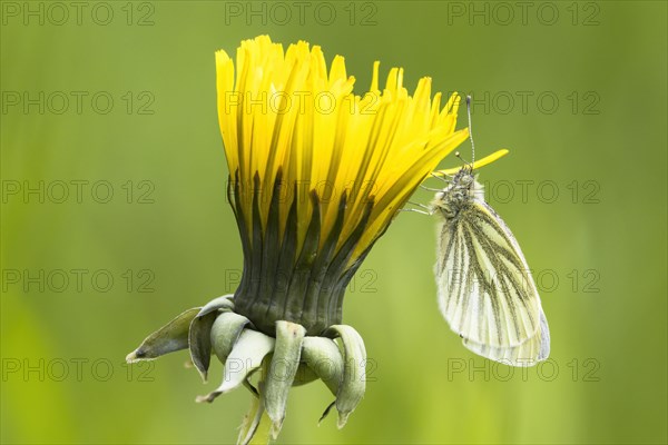 Green-veined white (Pieris napi)