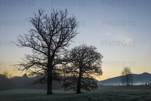 Trees with landscape
