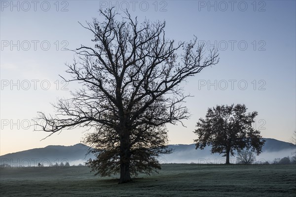 Trees with landscape