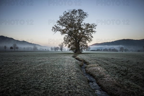 Tree with landscape