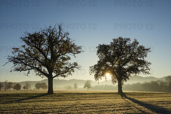 Trees with landscape