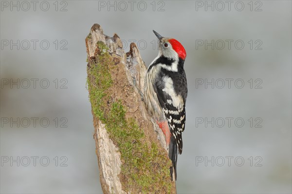 Middle spotted woodpecker (Dendrocopos medius)