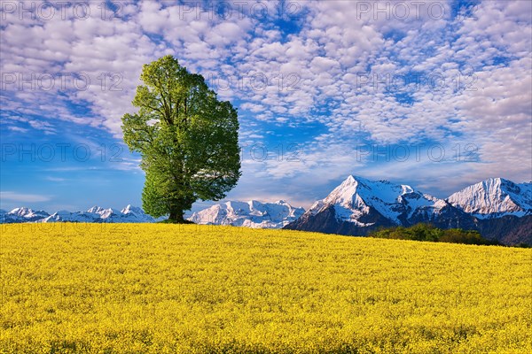 Single tree in blooming rape field
