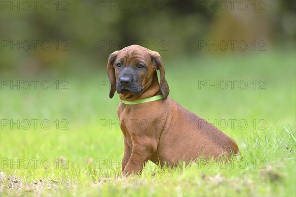 Hannoverscher Schweisshund (Canis lupus familiaris)