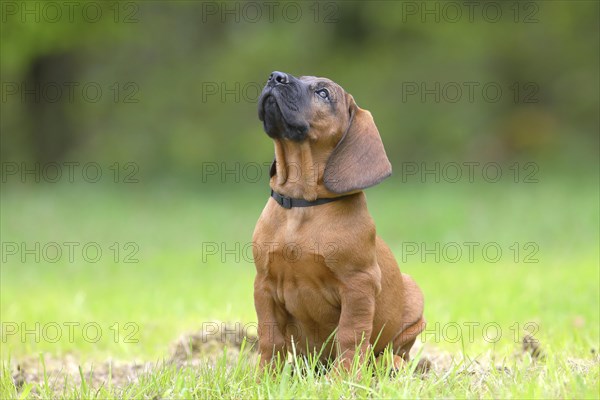 Hannoverscher Schweisshund (Canis lupus familiaris)