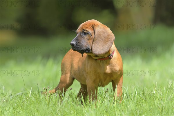 Hannoverscher Schweisshund (Canis lupus familiaris)