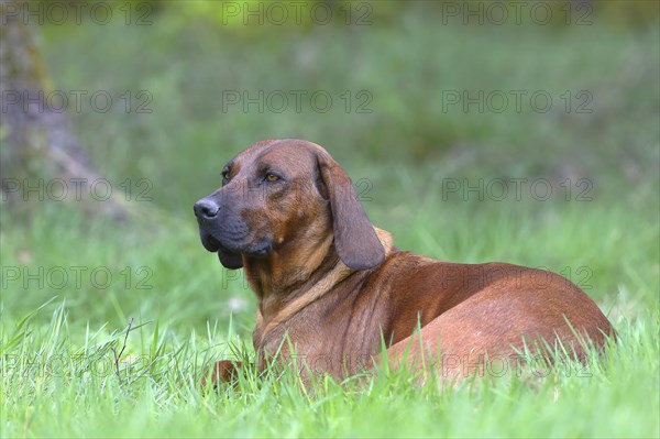 Hannoverscher Schweisshund