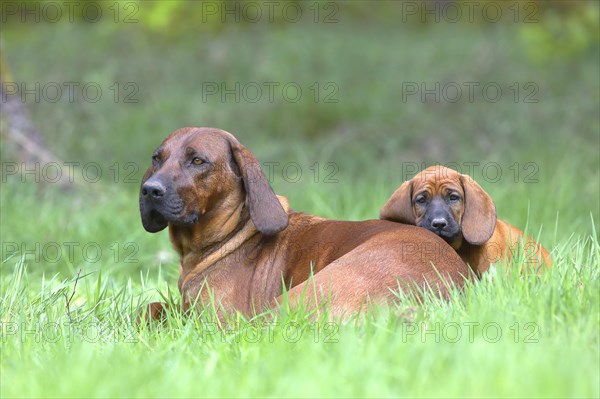 Hannoverscher Schweisshund (Canis lupus familiaris)