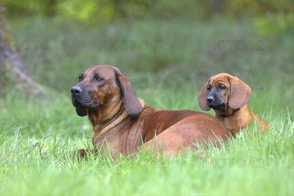 Hannoverscher Schweisshund (Canis lupus familiaris)