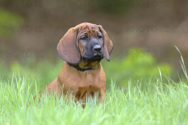 Hannoverscher Schweisshund (Canis lupus familiaris)