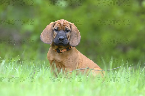 Hannoverscher Schweisshund (Canis lupus familiaris)