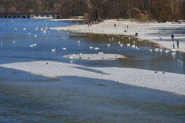 Strollers and swans at the Flauchersteg