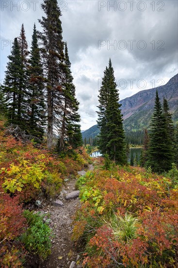 Hiking trail through bushes in autumn colors
