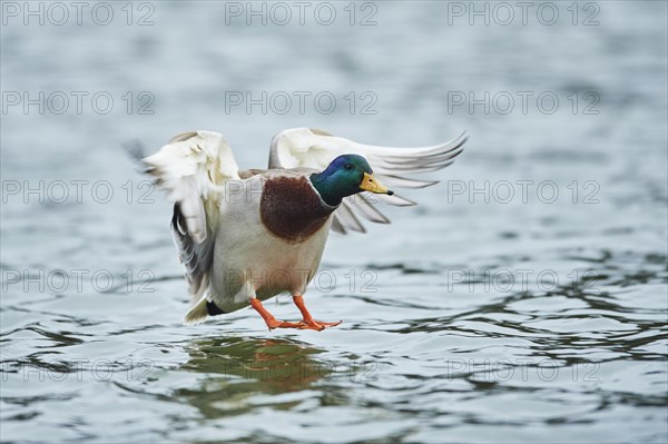 Mallard (Anas platyrhynchos) male on a lake