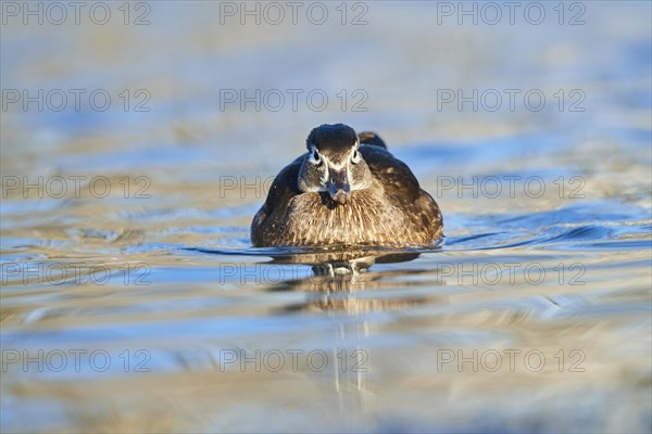 Carolina duck (Aix sponsa) female swimming in a lake