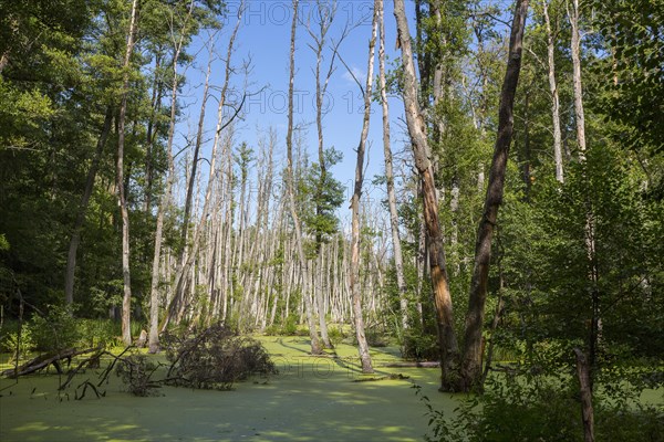 Alder forest in the valley of the river Briese
