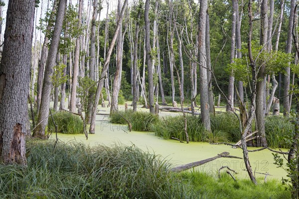 Alder forest in the valley of the river Briese