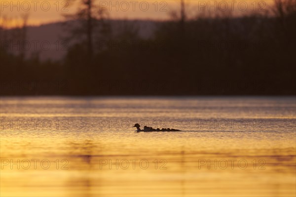 Common merganser (Mergus merganser) or goosander mother with her youngsters swimming in danubia river at sunset
