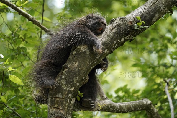 New World porcupine (Urson Erethizon Dorsatum) sleeping on a branch