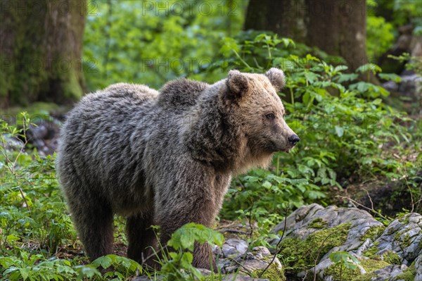 European brown bear (Ursus arctos arctos) in the forest