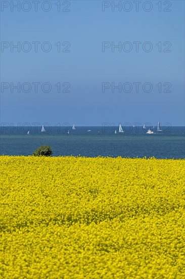 Rape field near Luetjenbrode