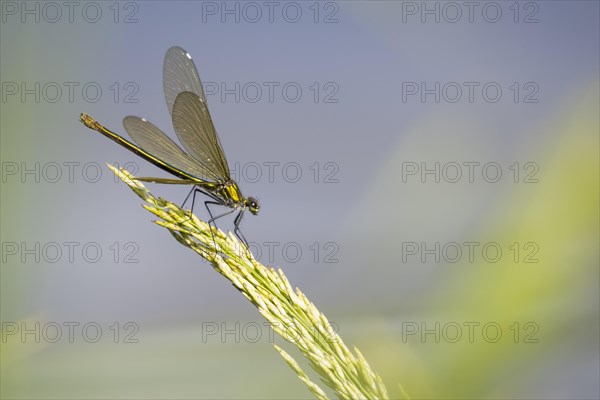 Banded demoiselle (calopteryx splendens)