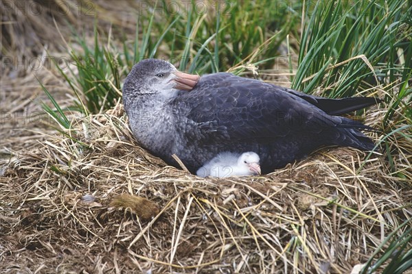 Northern giant petrel (Macronectes halli) with chick in the nest