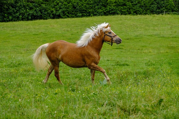 Haflinger